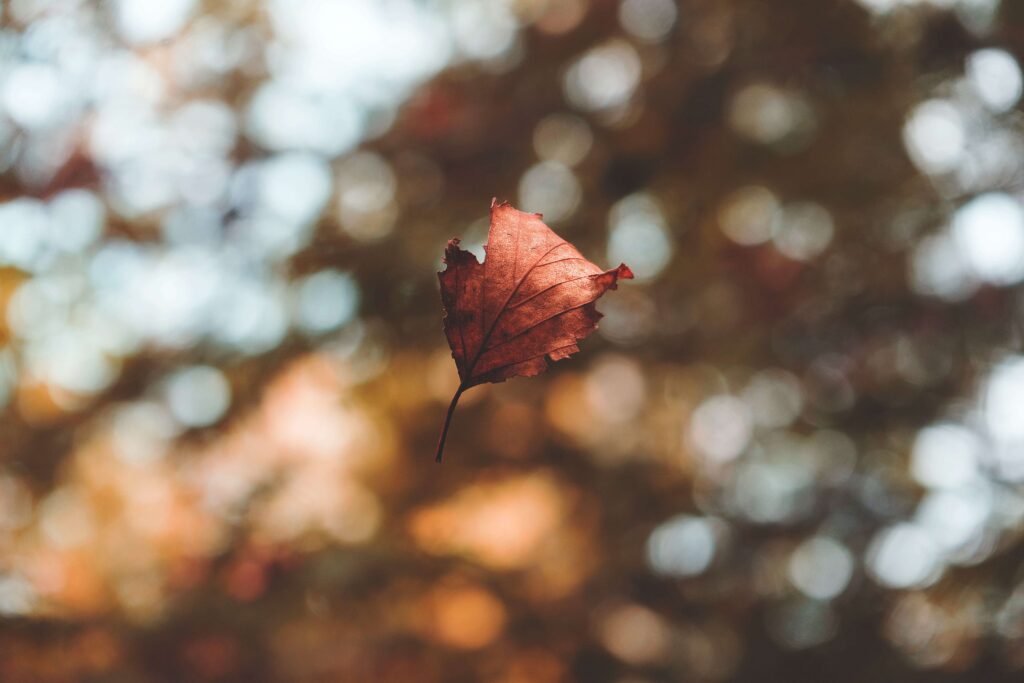 leaf on focus